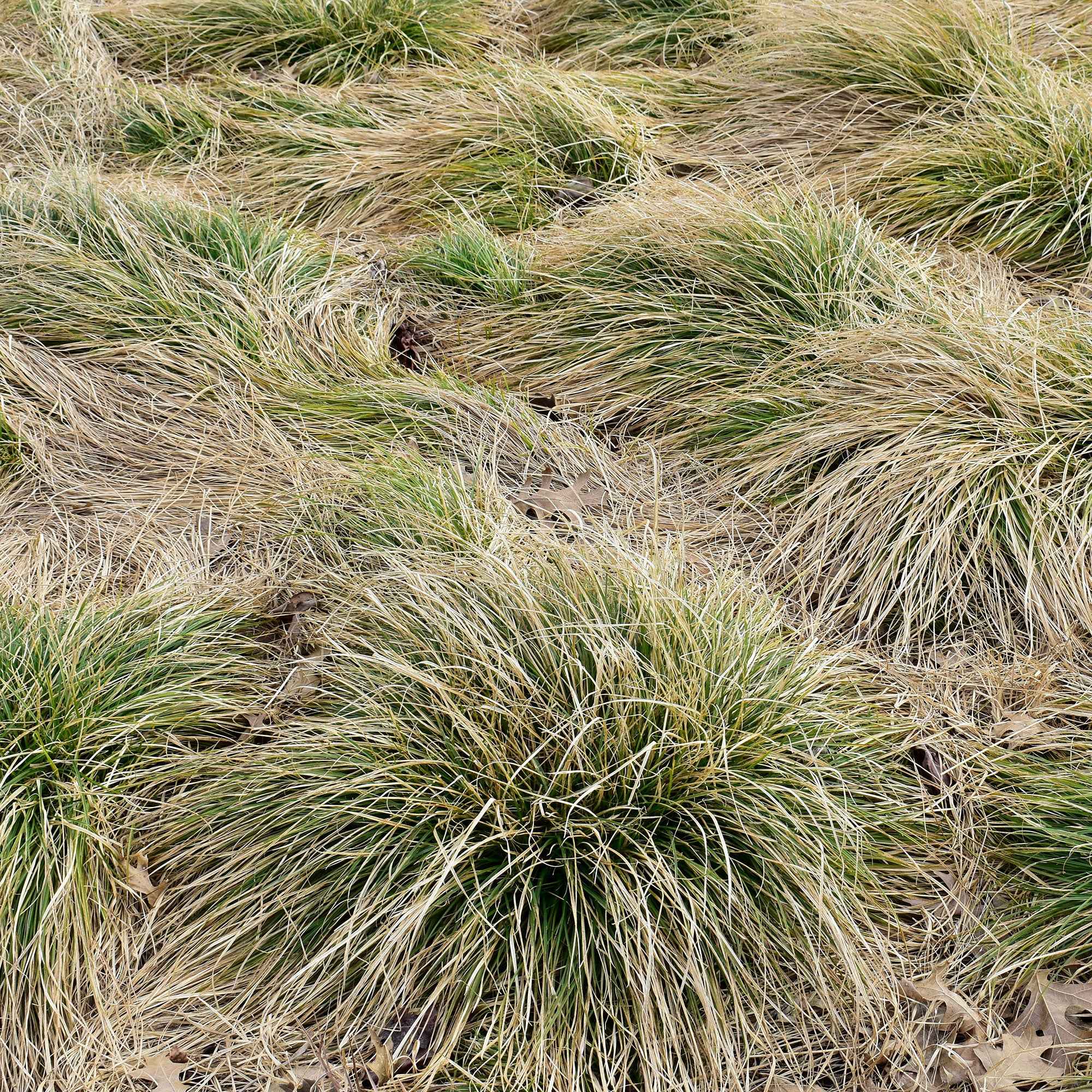Bakker Carex Frosted Curls laîche godet 8 cm