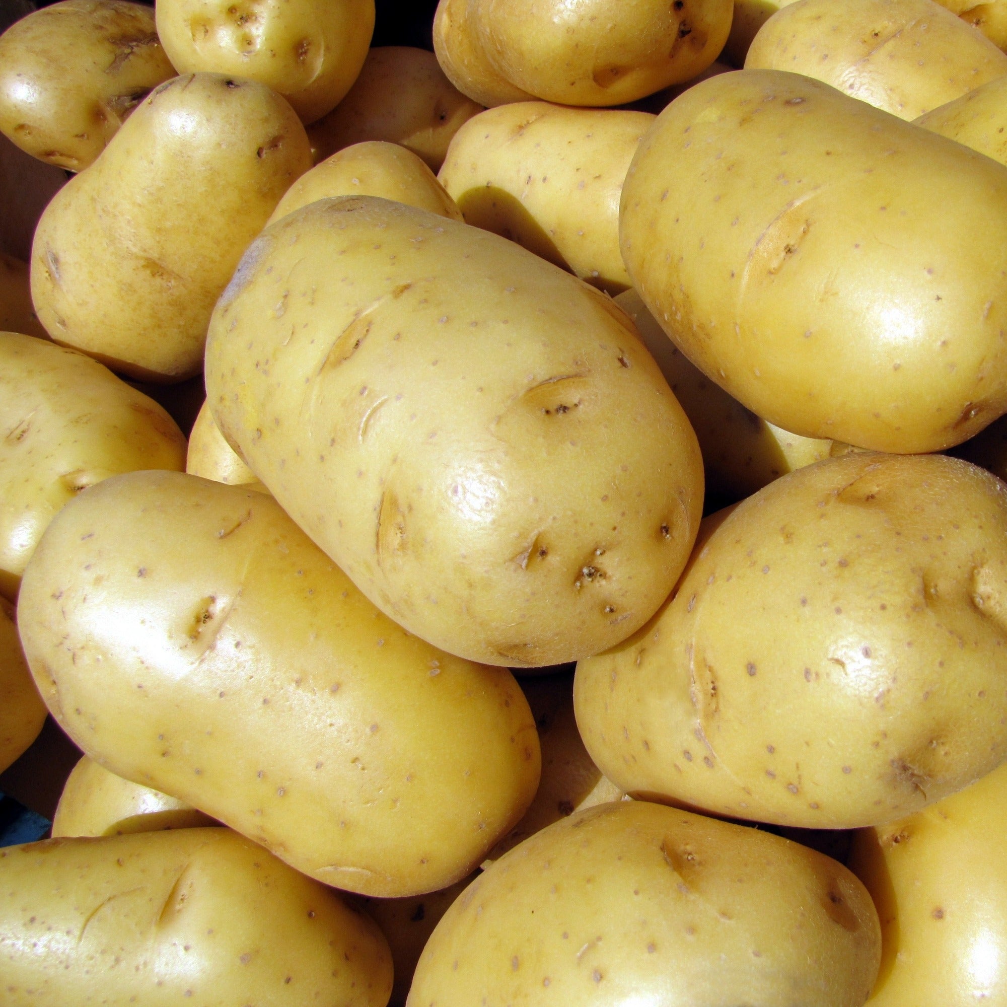 Bakker Bintje pomme de terre 25 plants chair farineuse
