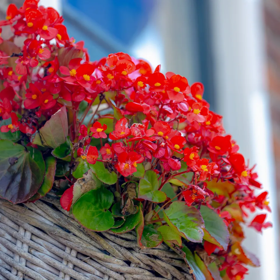 Bakker Semperflorens bégonia pot 10.5cm rouge