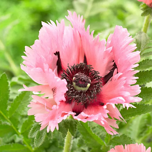 Bakker Pavot Pink Perfection rose 2 racines nues