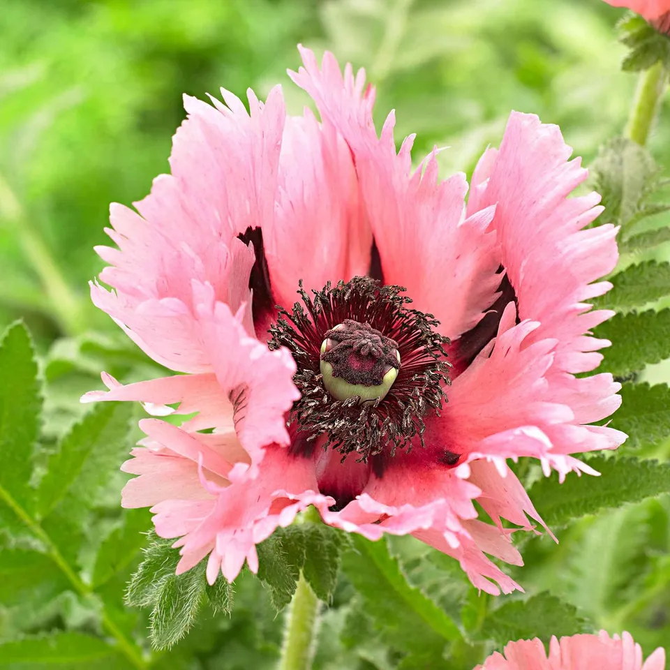 Bakker Pavot Pink Perfection rose 2 racines nues