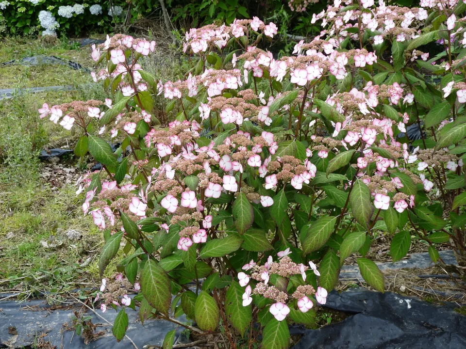 Les Hortensias du Haut Bois Kiyosumi-sawa hortensia serrata