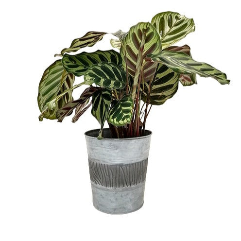Bakker Pots Cache-pot osier Zinc Bucket Ø 19 cm style zinc