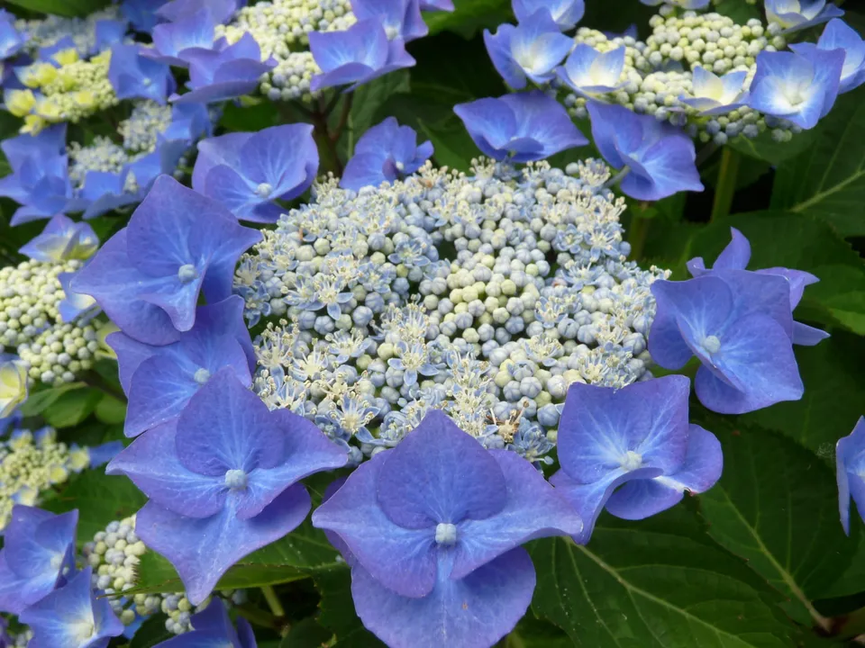 Les Hortensias du Haut Bois Nachtigall hortensia plat bleu