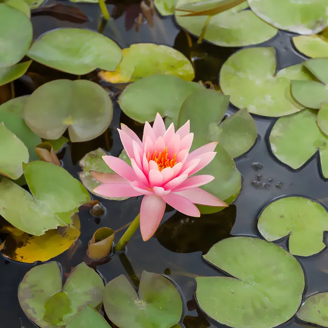 Bakker Plantes de bassin Nénuphar Colorado pot 11cm saumon