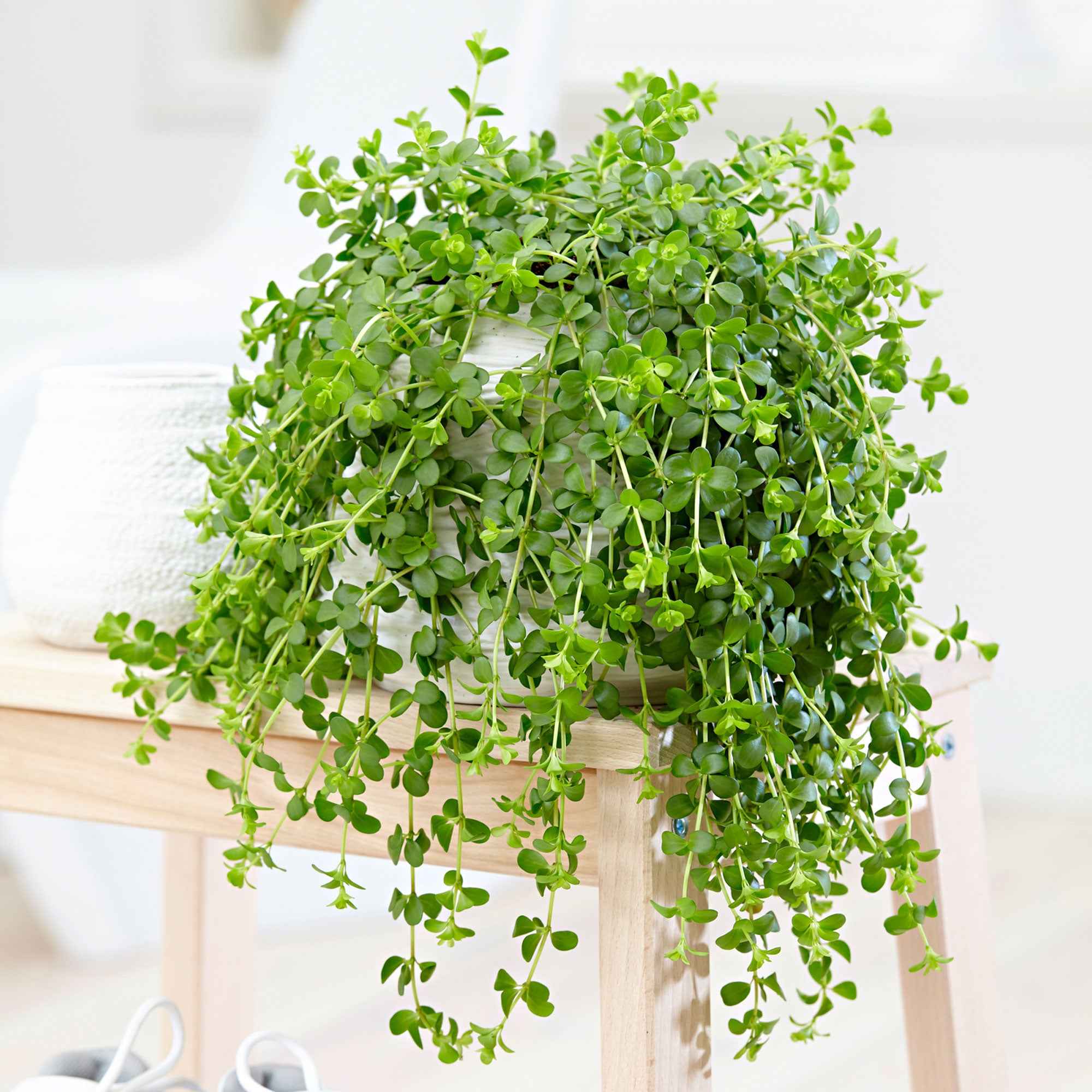 Bakker Peperomia Isabelle suspendue pot Ø14cm retombante