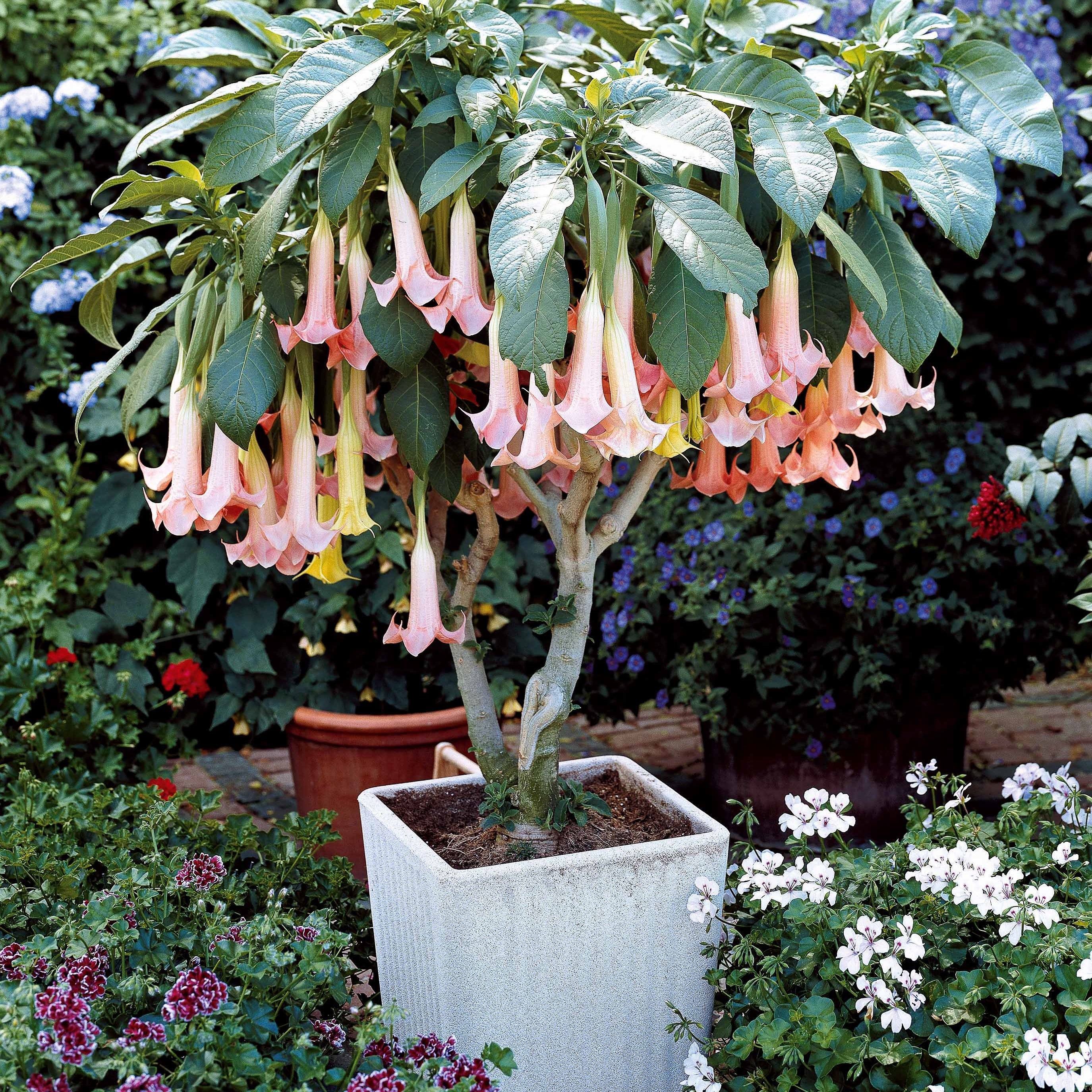 Bakker Brugmansias collection arbuste 3 pots 9cm mixte