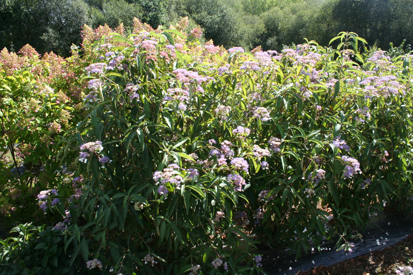 Les Hortensias du Haut Bois Antony Bullivant hortensia aspera godet ombre