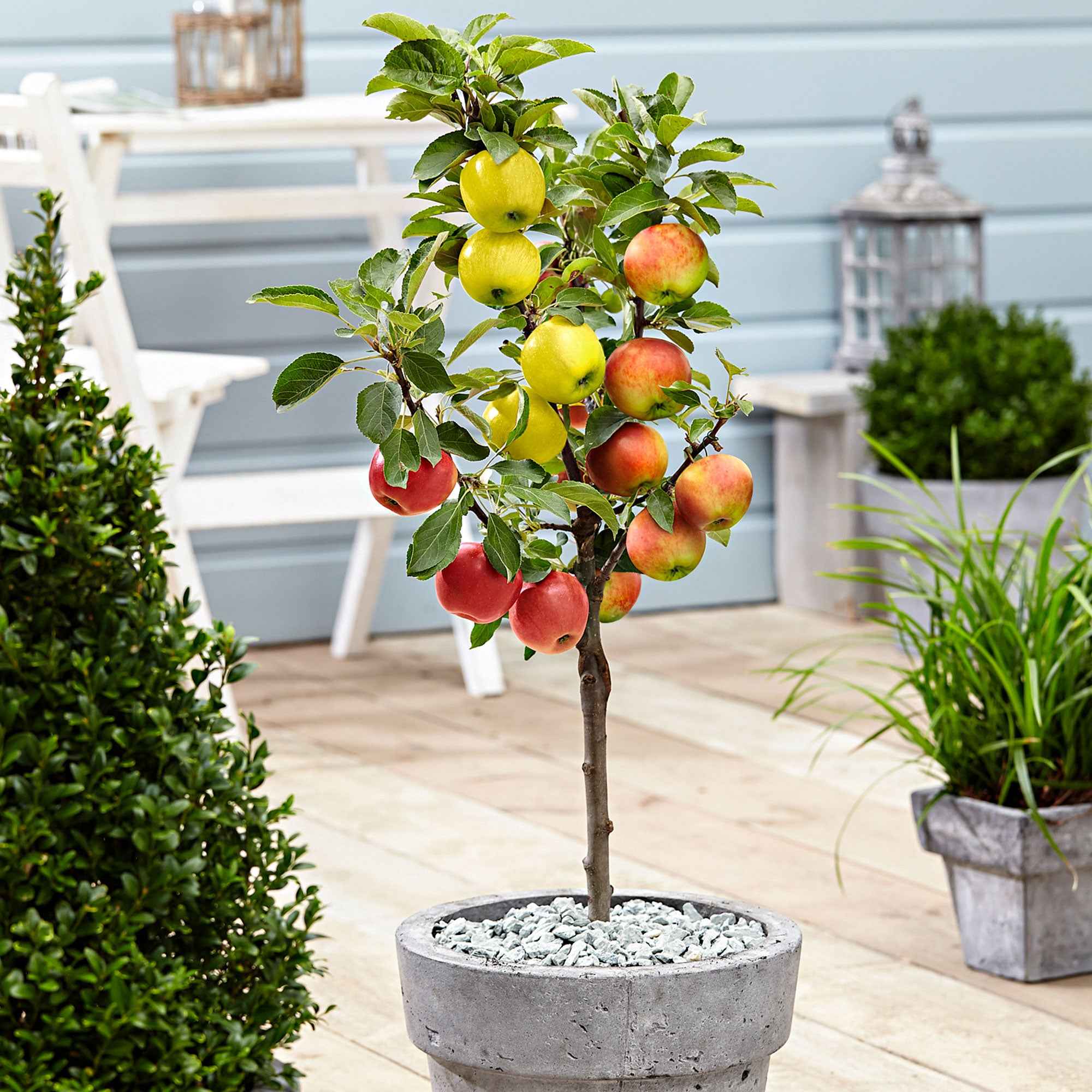 Bakker Fruitiers Pommier 3 variétés sur tige pot 2L triple greffe