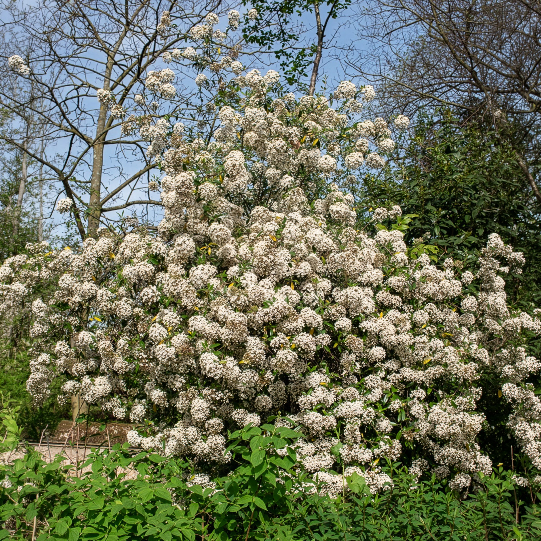Bakker Viorne de Burkwood pot 2L 30-40cm parfumée blanche