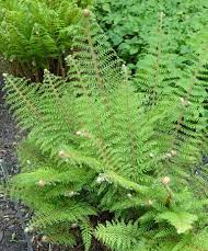 Passion Vivaces Polystichum Herrenhausen fougère pot persistante