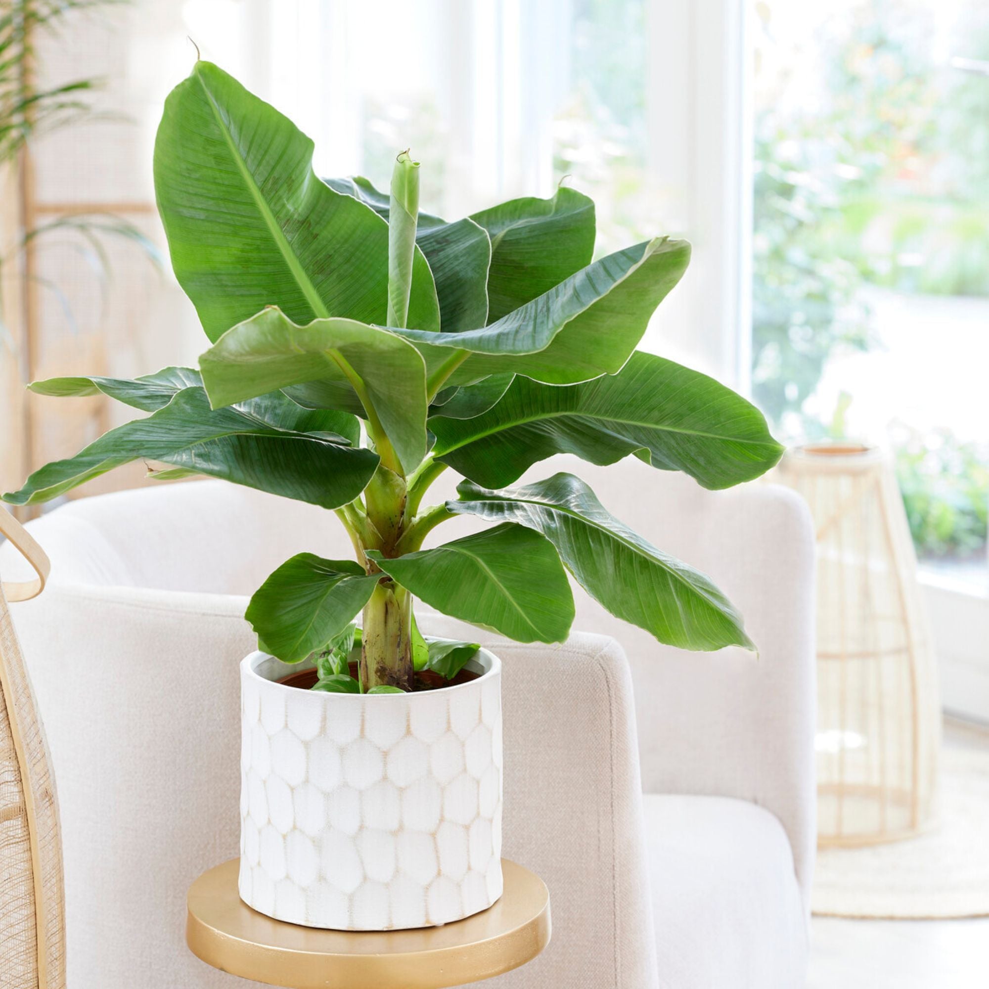 Bakker Bananier nain Musa plante intérieur pot 21cm