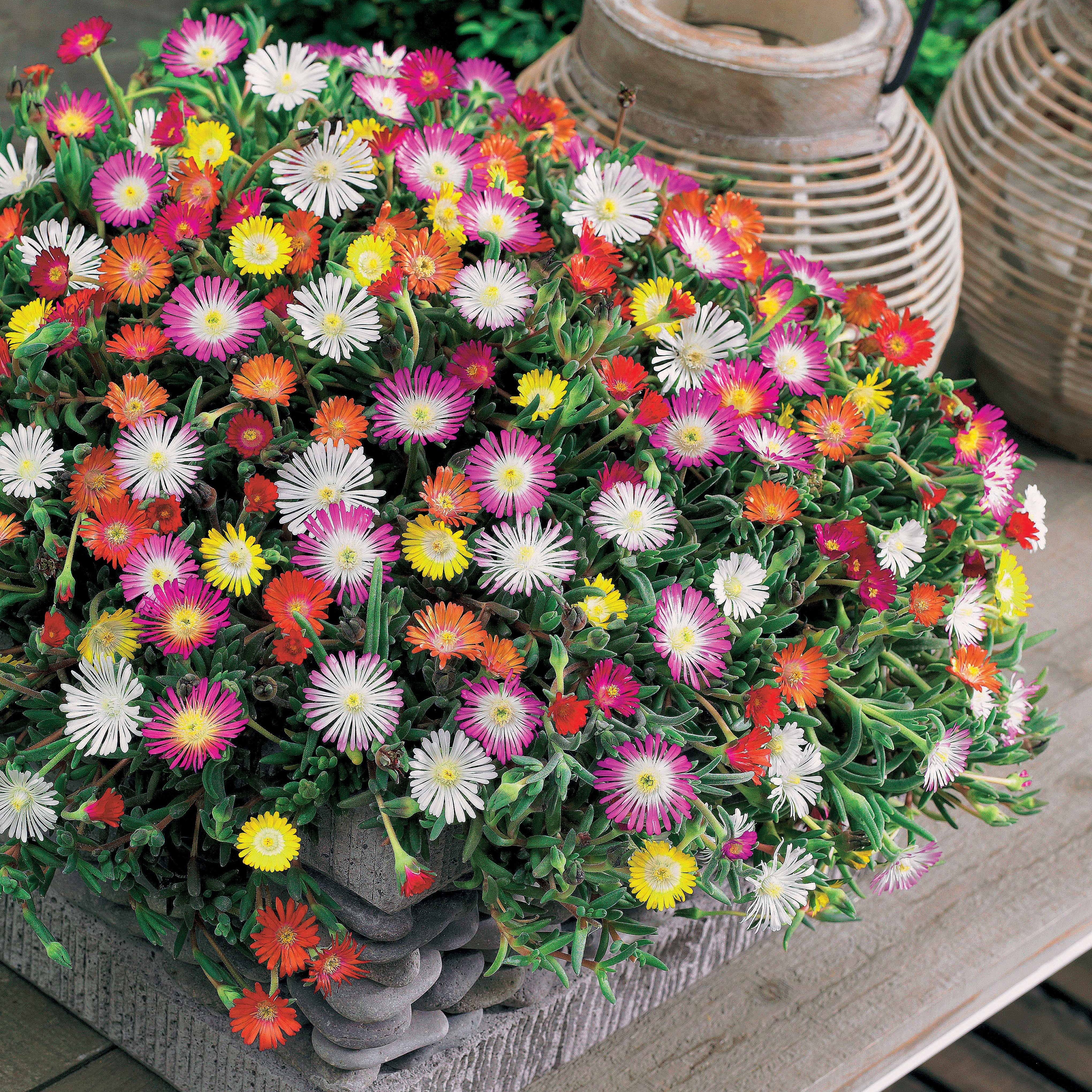 Bakker Plantes vivaces Pourpier de Cooper mélange 3 pots Ø12cm