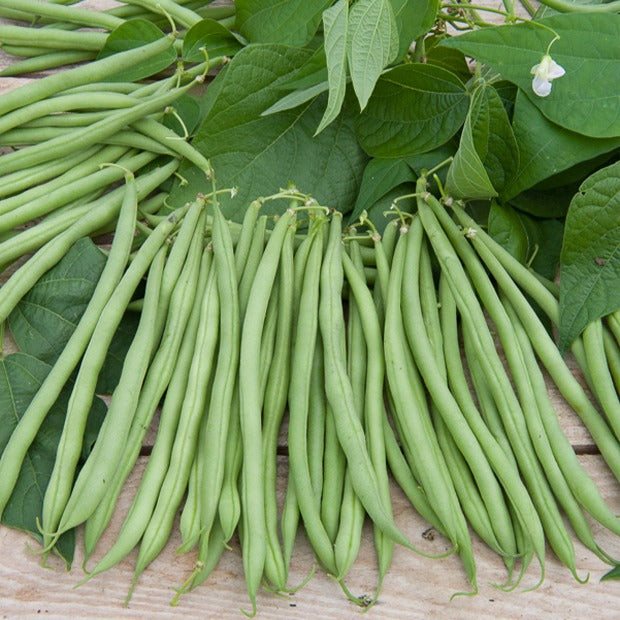 Bakker Potager Haricot nain Cupidon sachet 100g sans fil