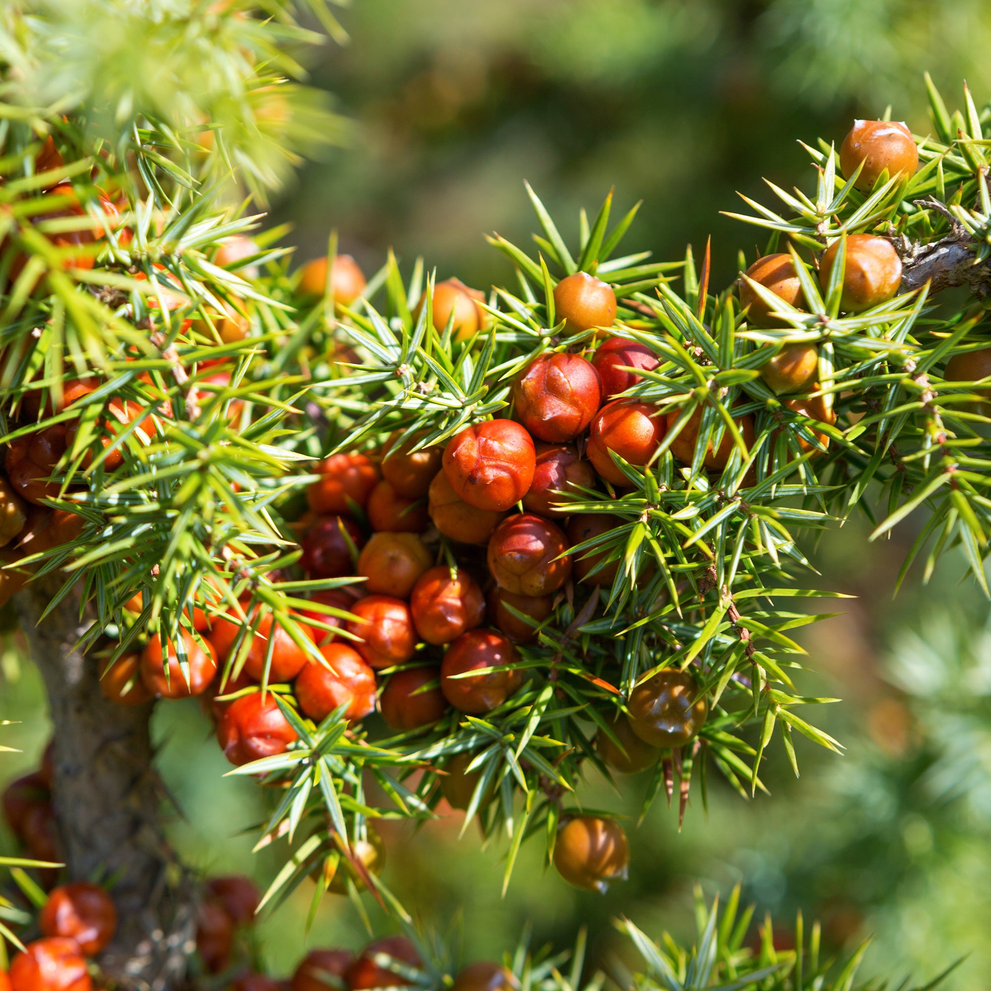 Bakker Genévrier oxycèdre Cade conifère pot 9cm baies rouges
