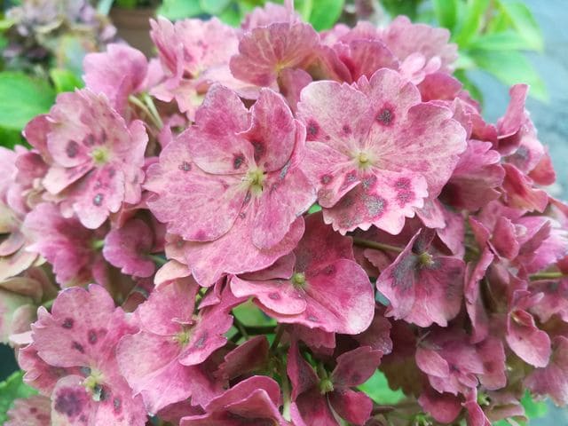 Les Hortensias du Haut Bois Souvenir du Haut-Bois hortensia boule godet