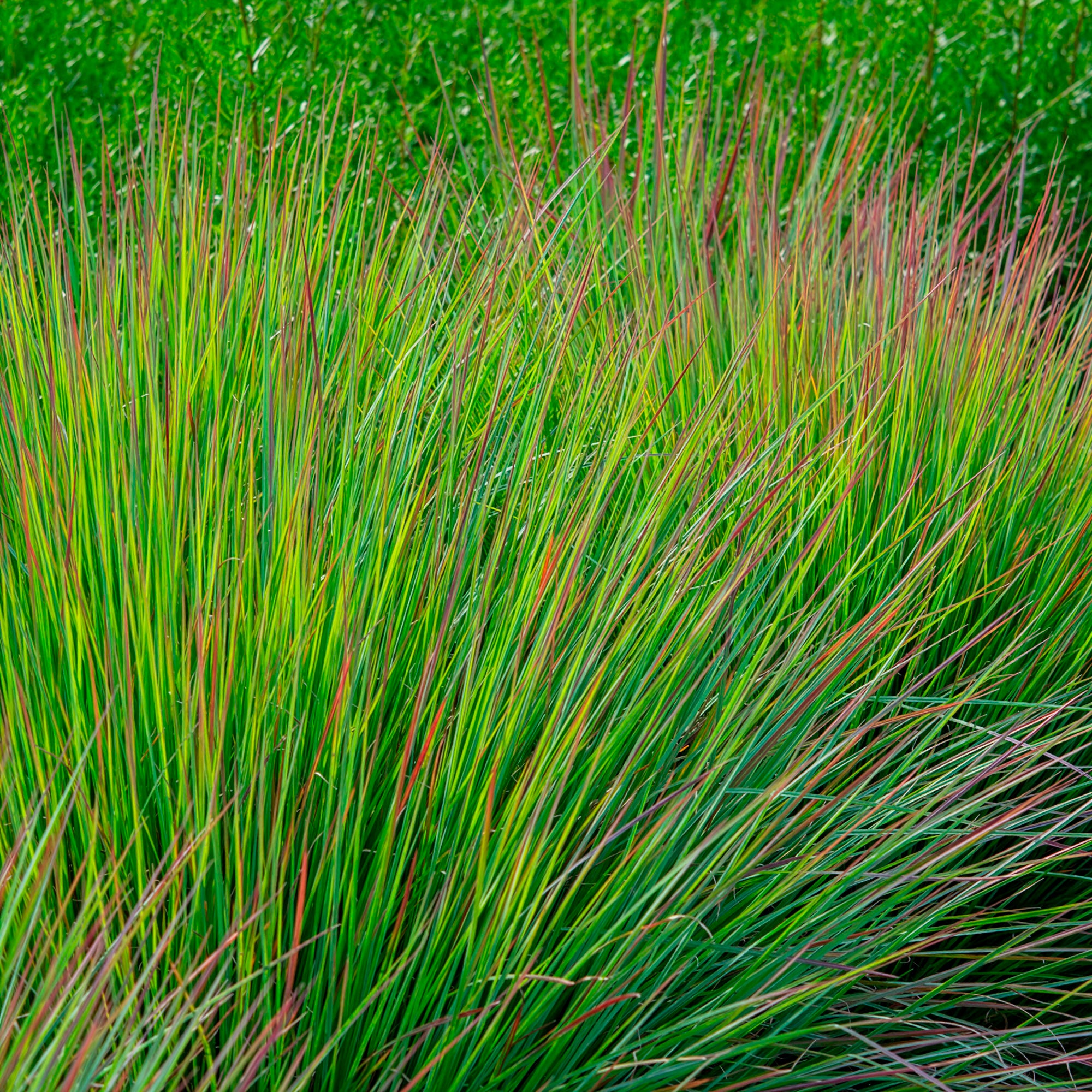 Bakker Plantes Andropogon Standing Ovation graminée pot 9cm
