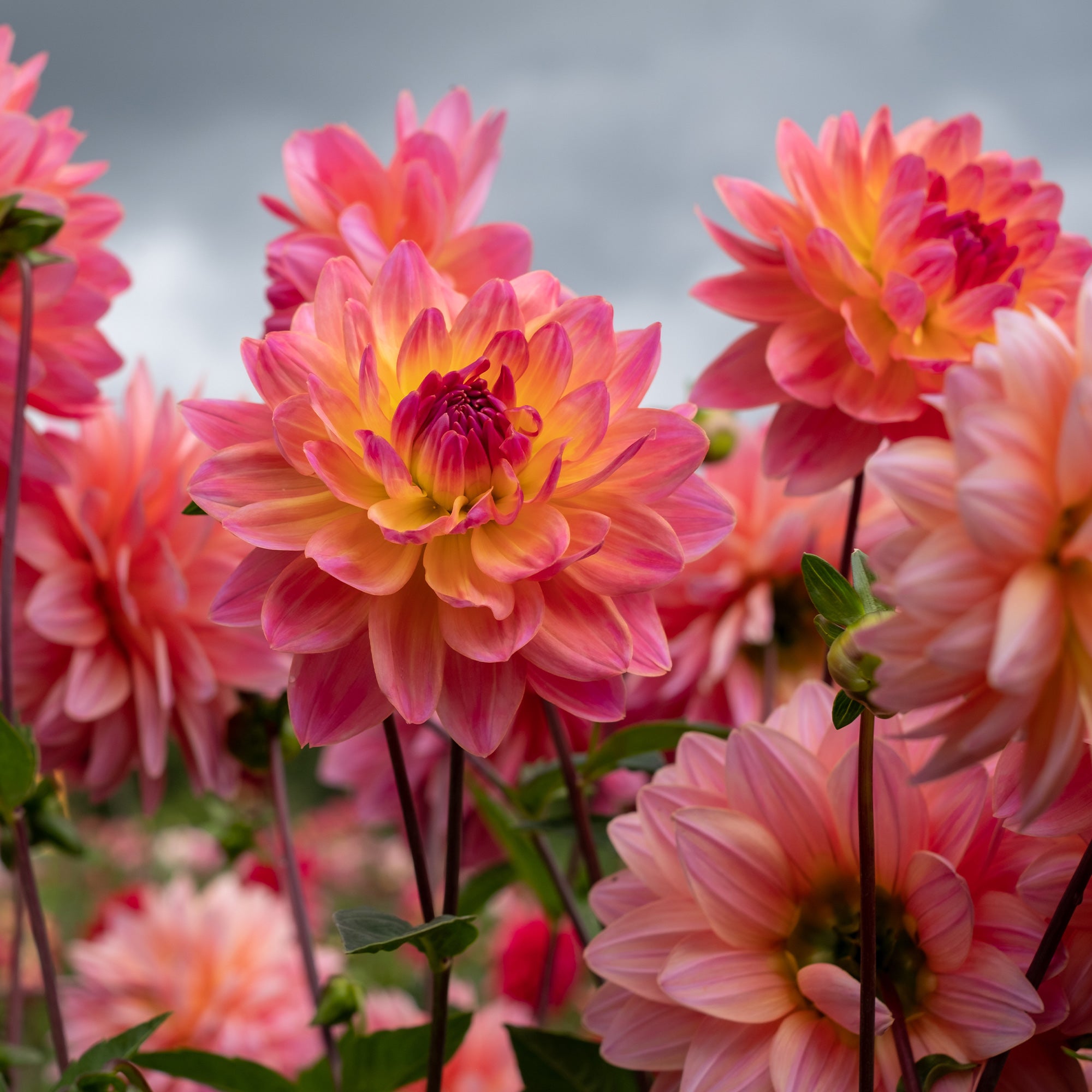 Bakker Dahlia Twiggy bulbe rose fleur à couper sachet 1