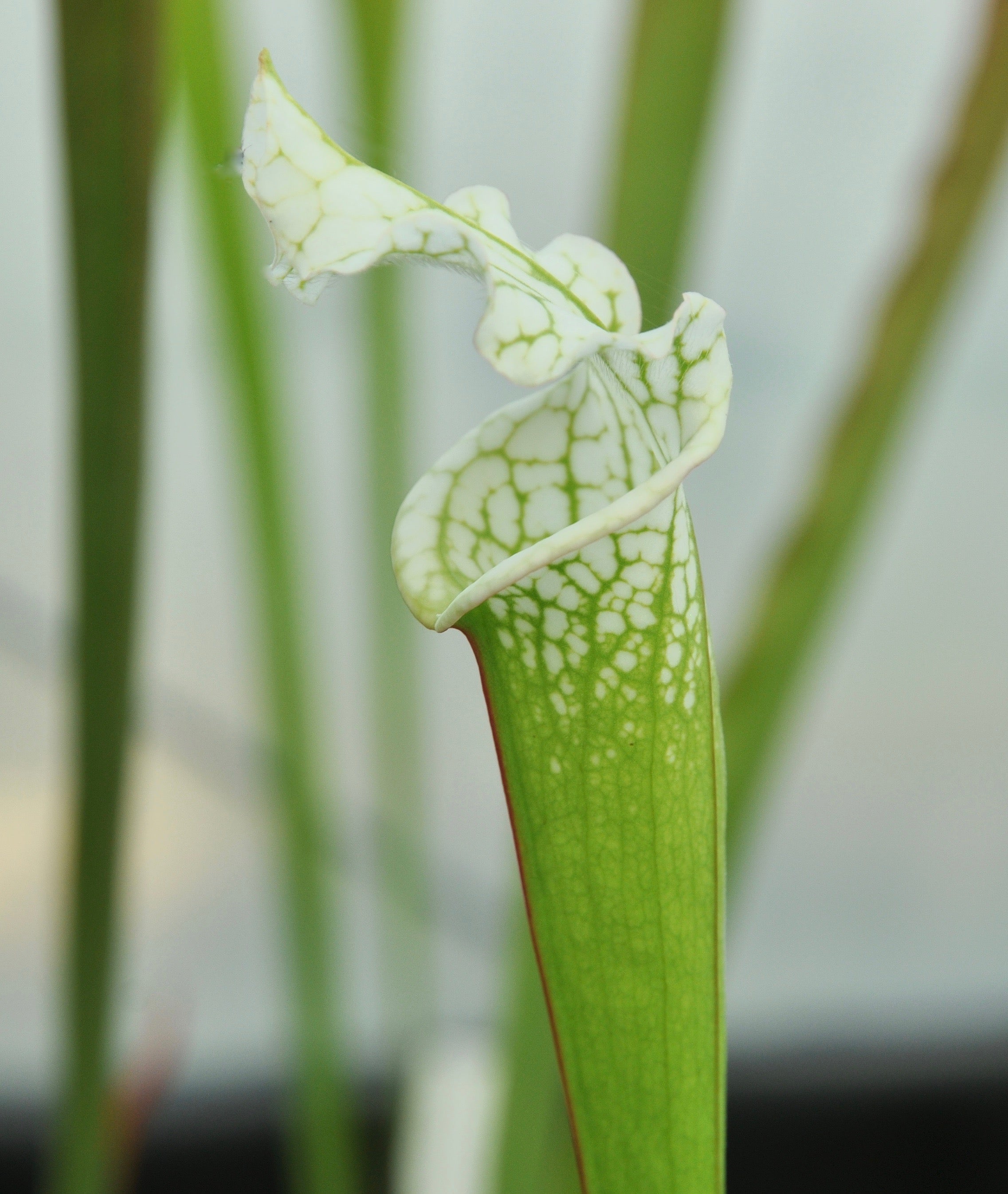 Carniflore Sarracenia leucophylla alba plante carnivore