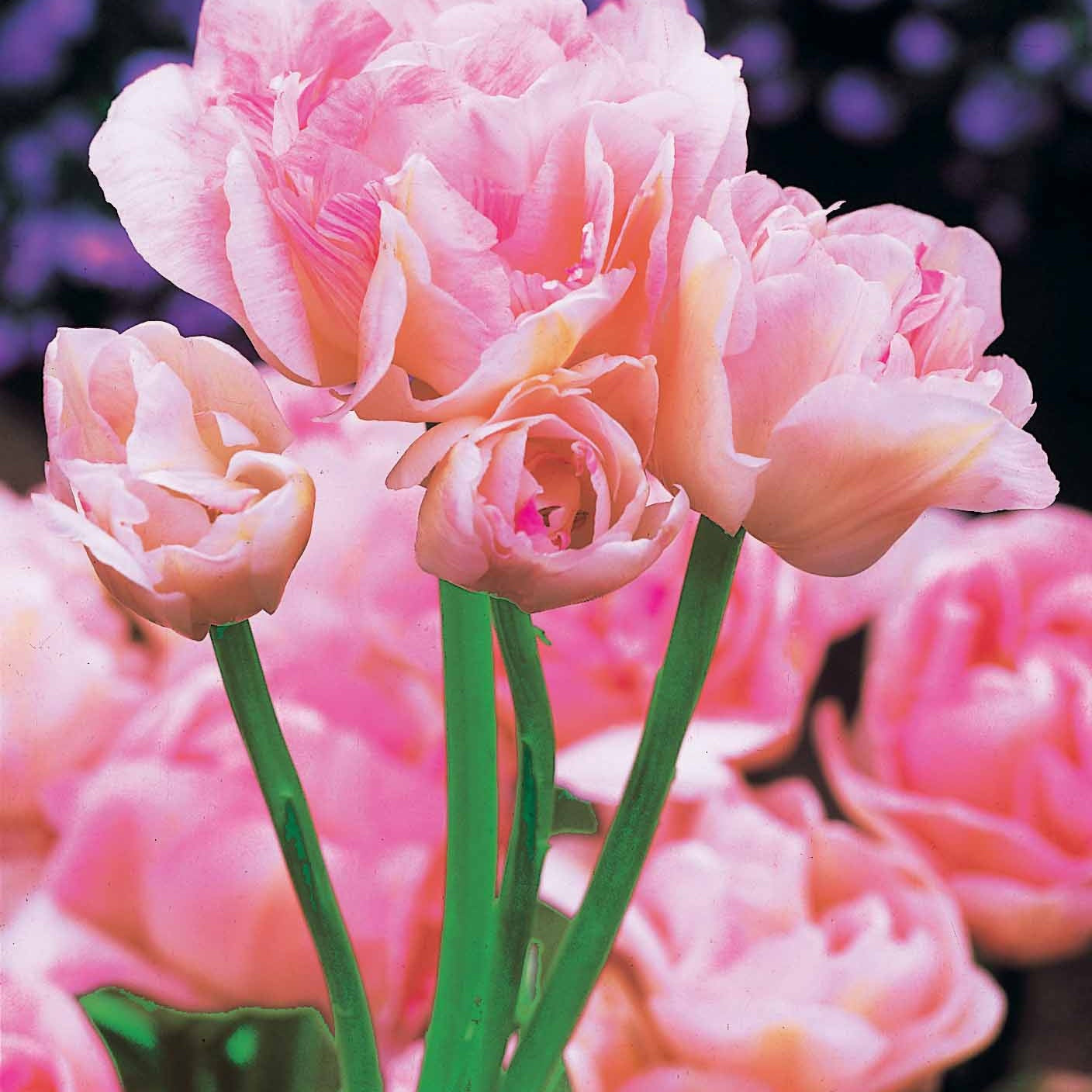 Bakker Bulbes Tulipes pivoine sachet 24 bulbes doubles