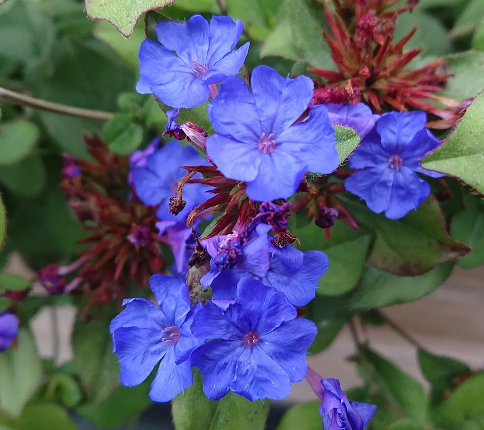 CERASTOSTIGMA plumbaginoides plante vivace pot 1 litre bleue