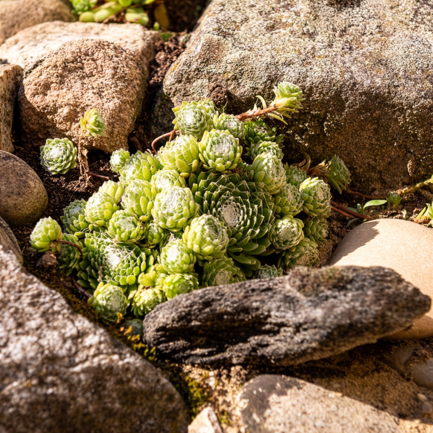 Bakker Joubarbe Arctic White Sempervivum plante grasse pot 9cm