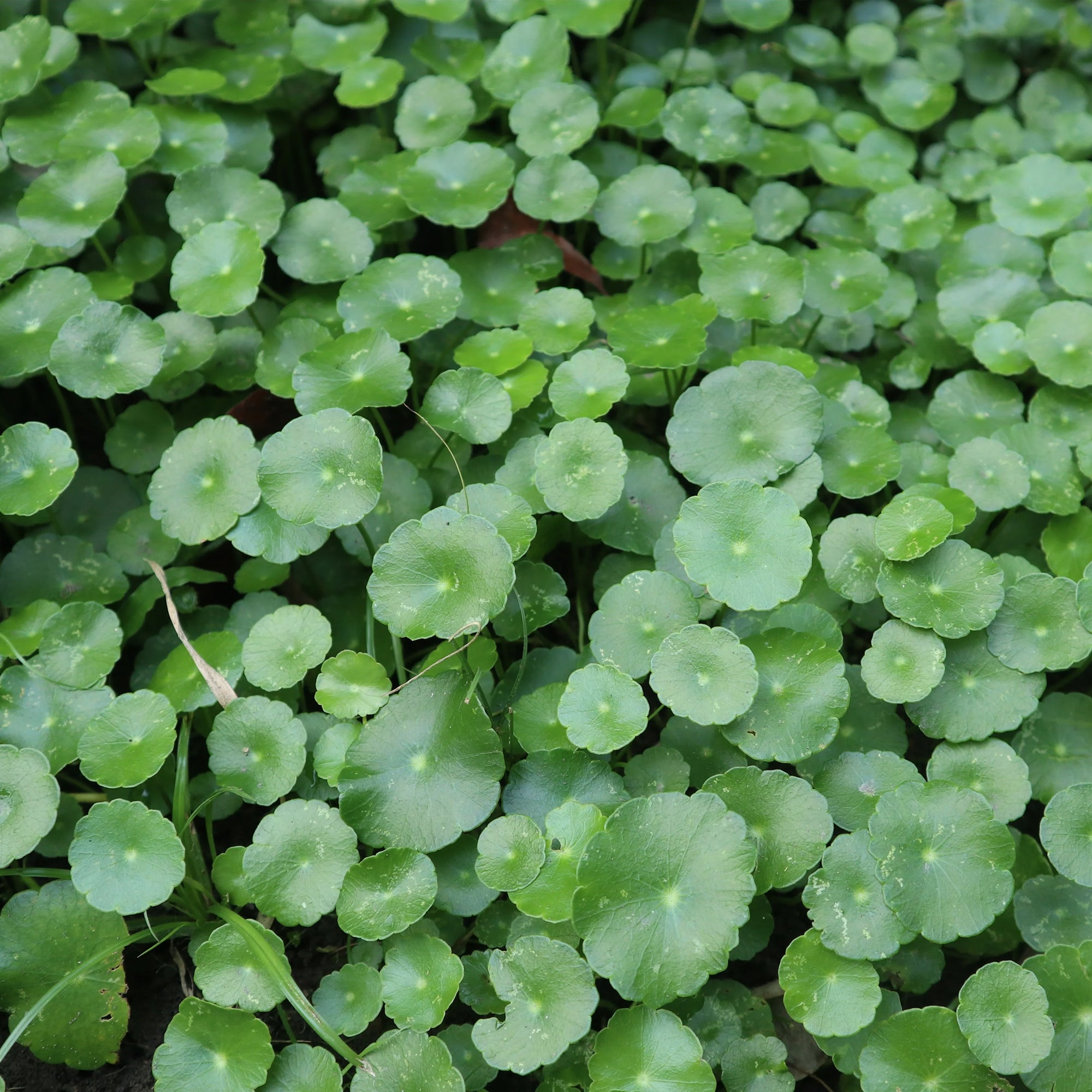 Bakker Extérieur Écuelle d'eau Herbe patagons pot 9cm