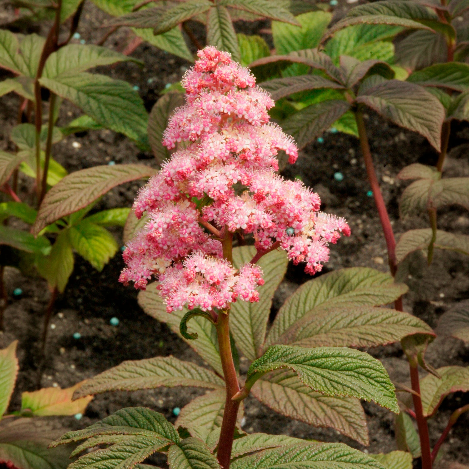 Bakker Plantes vivaces Rodgersia Chocolate Wings fleur pot Ø 9cm