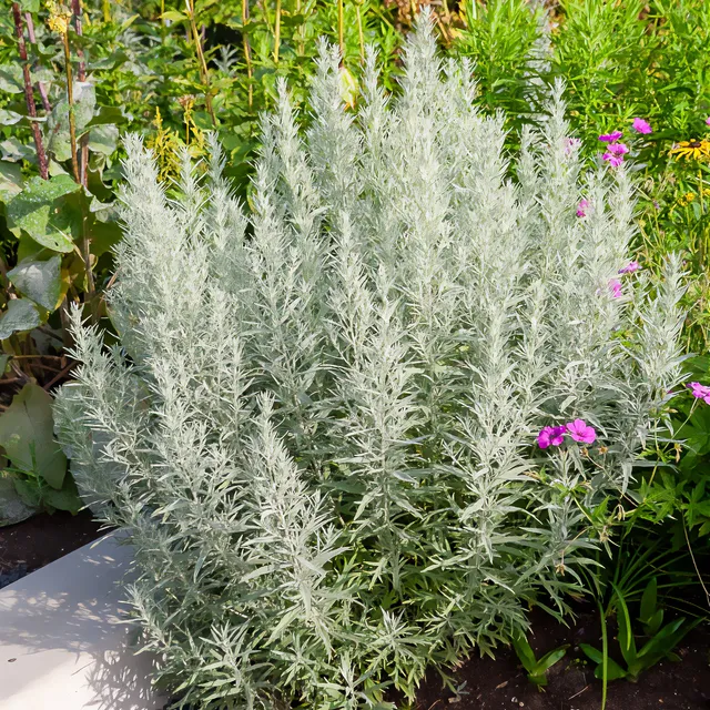 Bakker Plantes vivaces Armoise Silver Queen plante godet Ø9cm