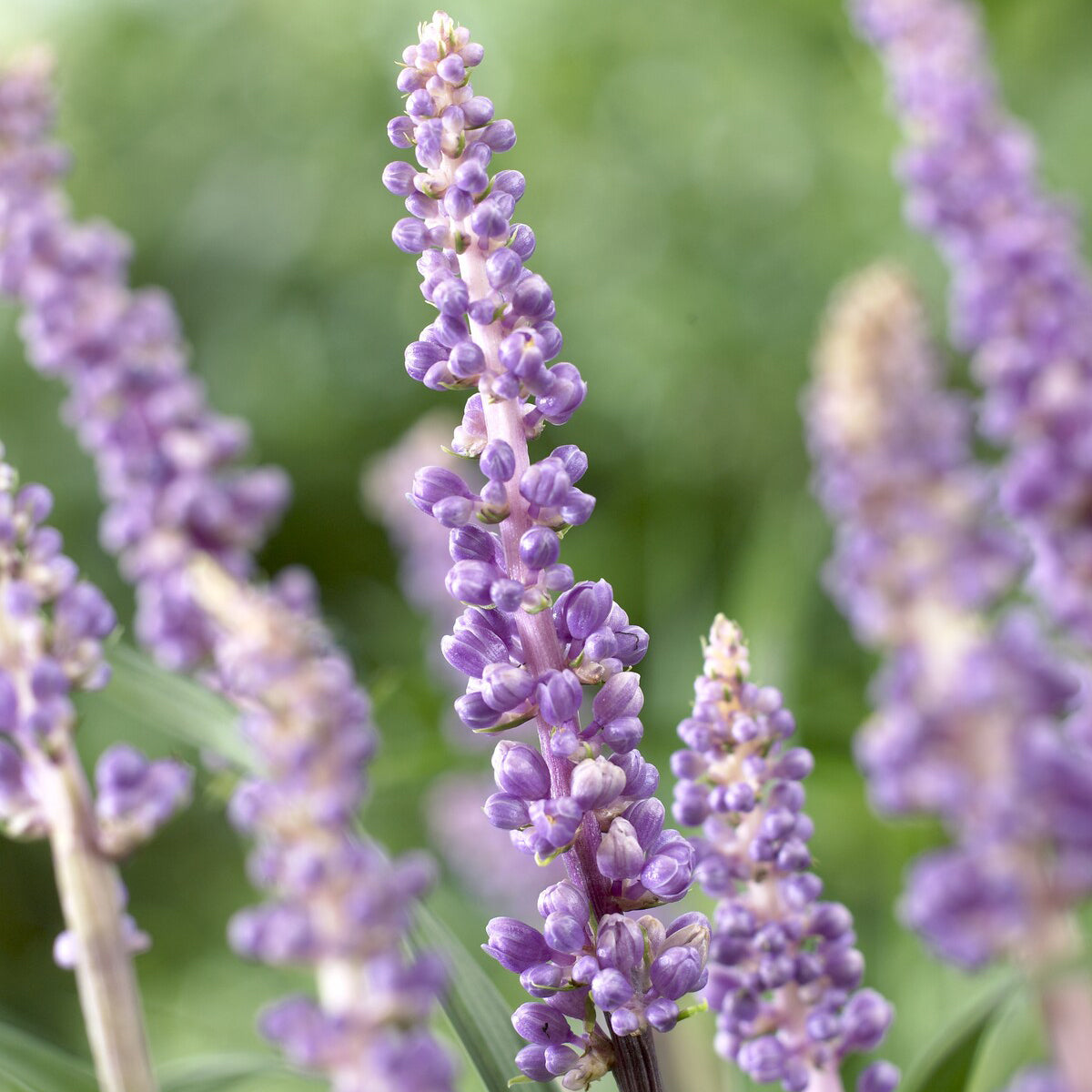 Bakker Ingwersen liriope muscari pot Ø 9cm violet