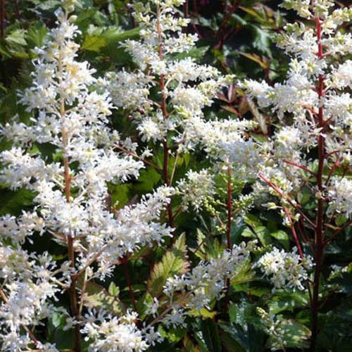 Bakker Astilbe Rock and Roll vivace blanche pot 9cm