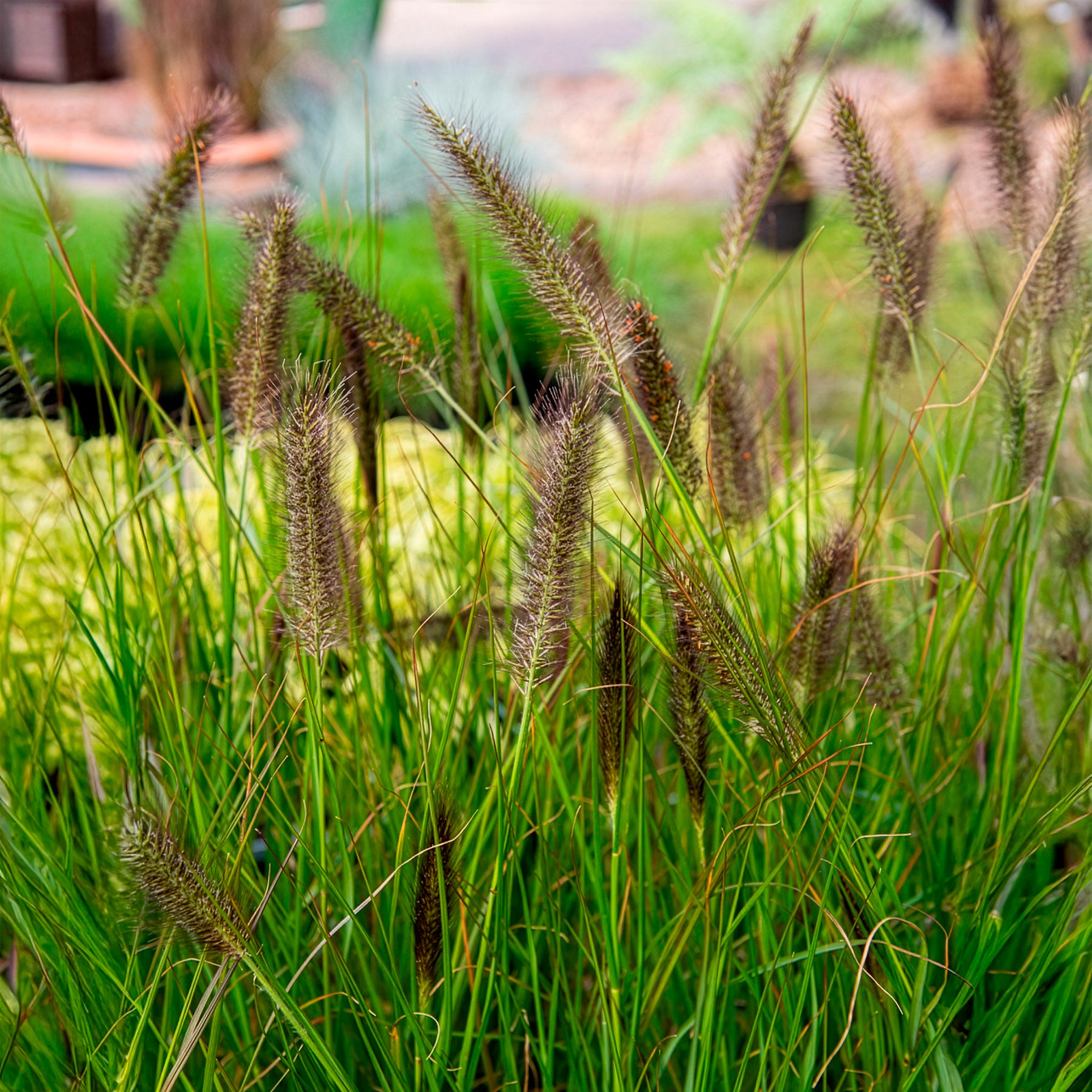Bakker Plantes extérieur Pennisetum Moudry graminée pot 9cm violet