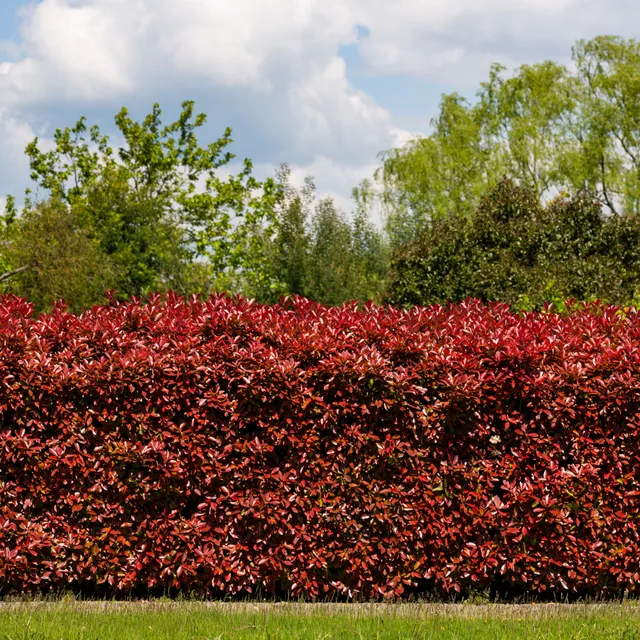 Bakker Haie 3 Photinias Red Robin persistant 15-20cm