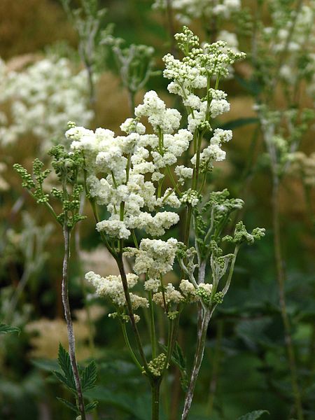 Passion Vivaces Filipendula Plena reine des prés pot 1L blanc pur