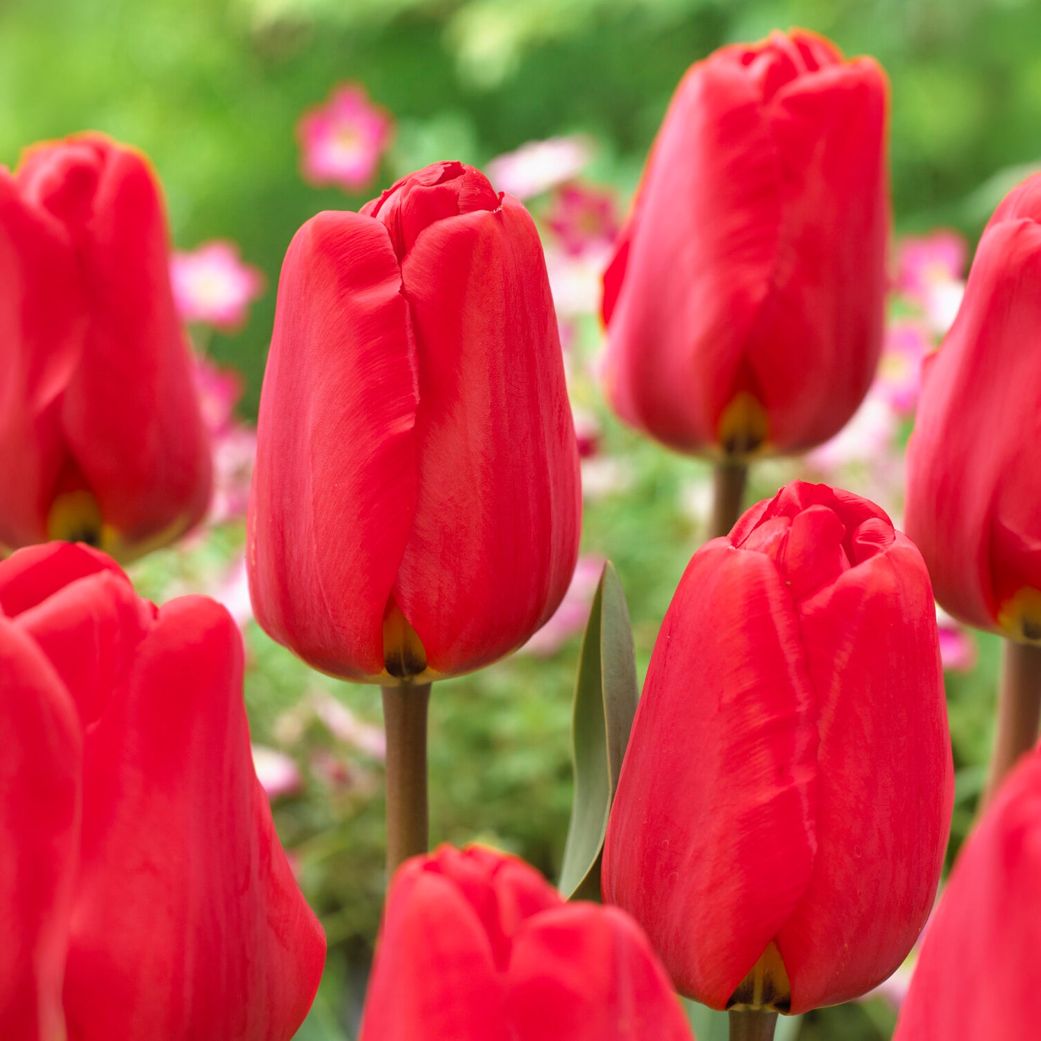 Bakker Bulbes de printemps massif rouge blanc sachet 30