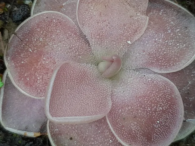 Carniflore Pinguicula x bailly grassette plante carnivore pot 7cm