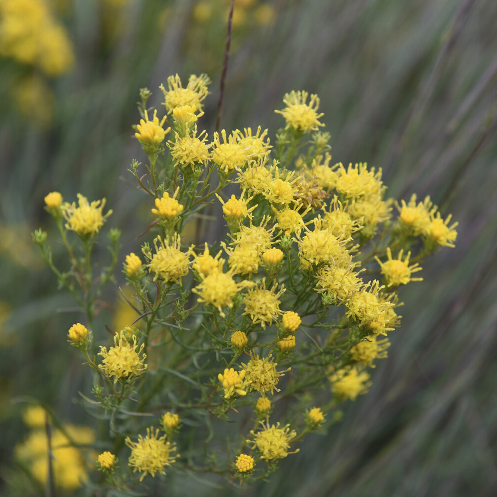 Bakker Aster linosyris plante vivace pot 9cm jaune