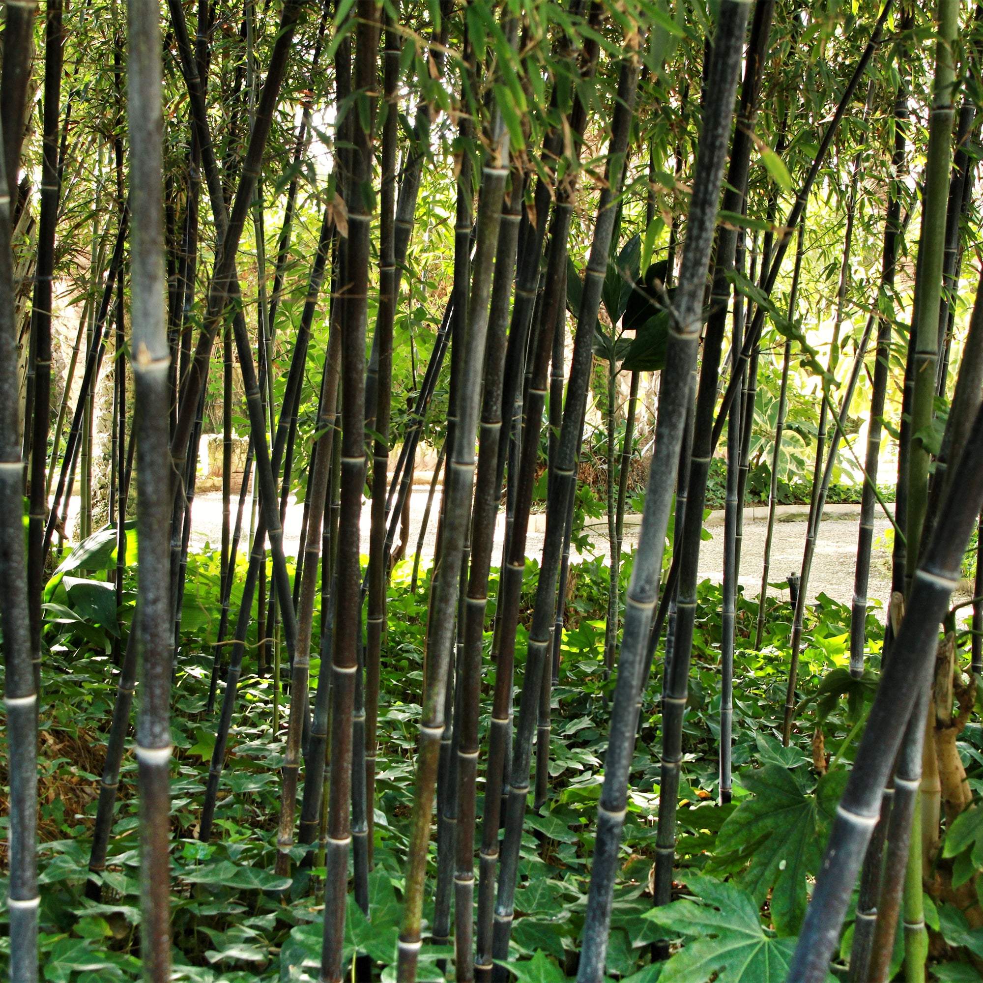 Bakker Bambou traçant noir Phyllostachys nigra pot 2L cannes noires