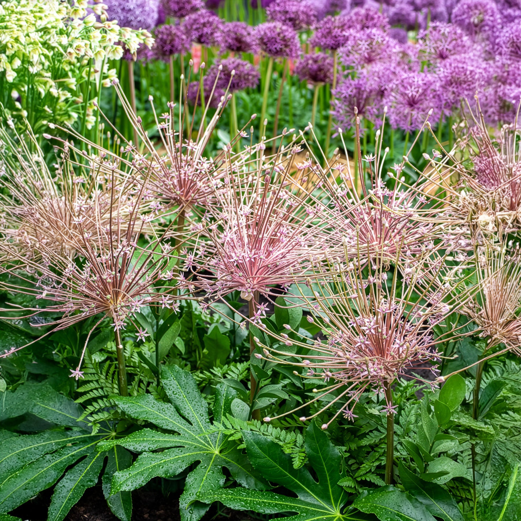 Bakker Bulbes à fleurs 5 Alliums Schubertii bulbe rose