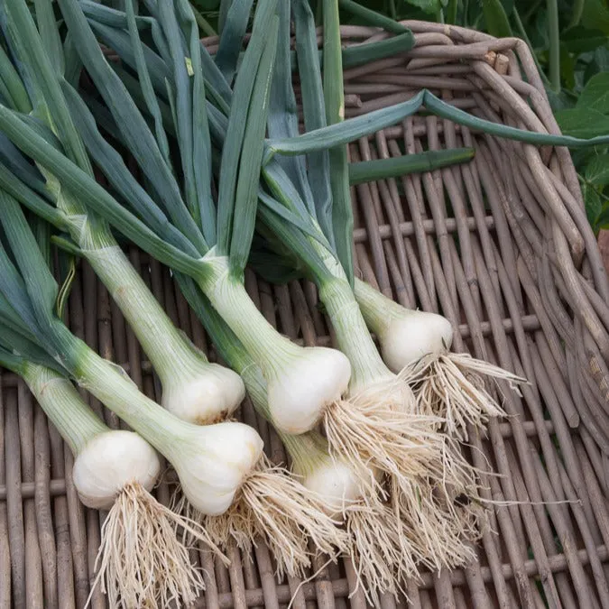 Bakker Potager et Graines Oignon Hâtif de Paris graines 4g blanc