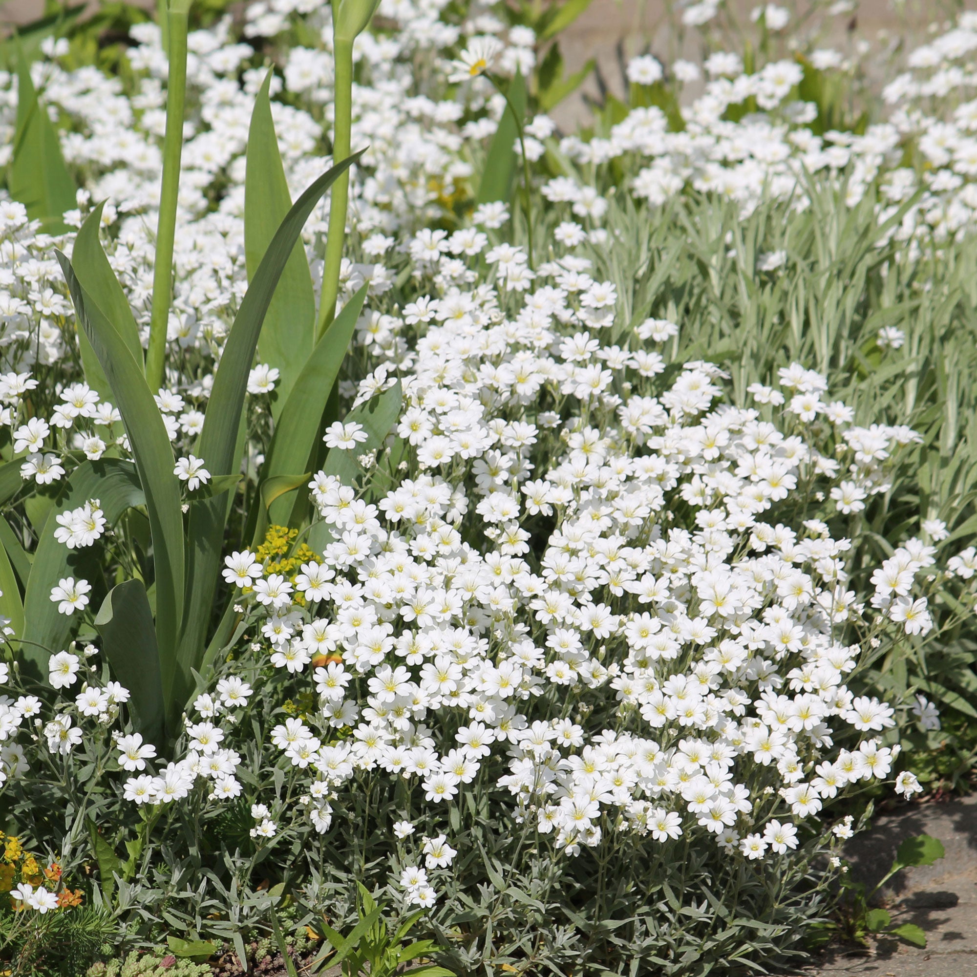 Bakker Plantes vivaces Céraiste de Bieberstein couvre-sol pot 9cm blanc