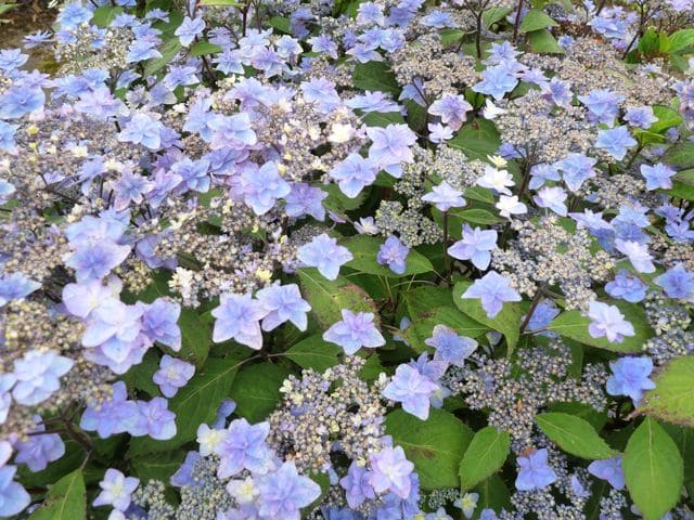 Miyama-yae-murasaki hortensia serrata godet double