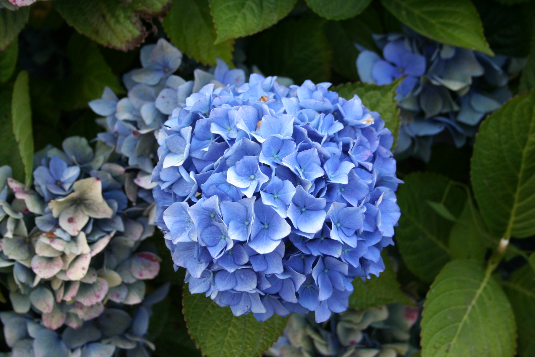 Les Hortensias du Haut Bois Blau Haller hortensia macrophylla boule