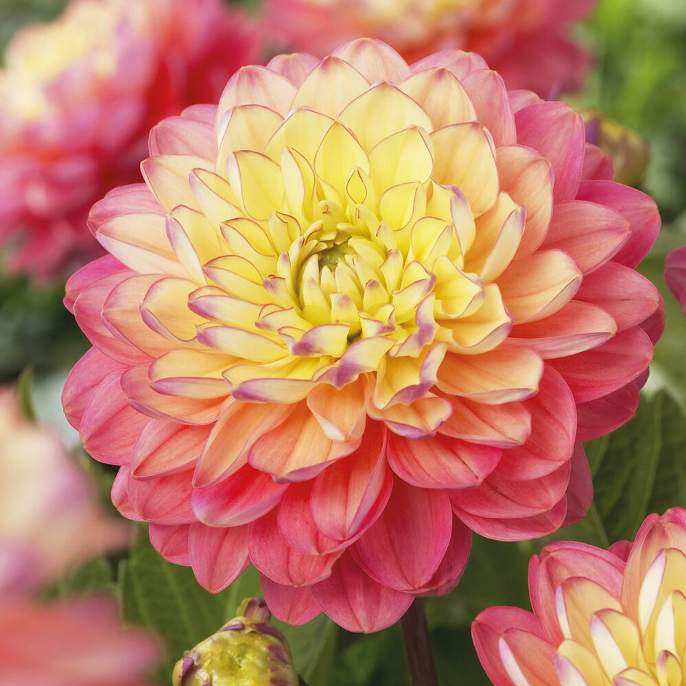 Bakker Melody Allegro dahlia 3 bulbes calibre I compact