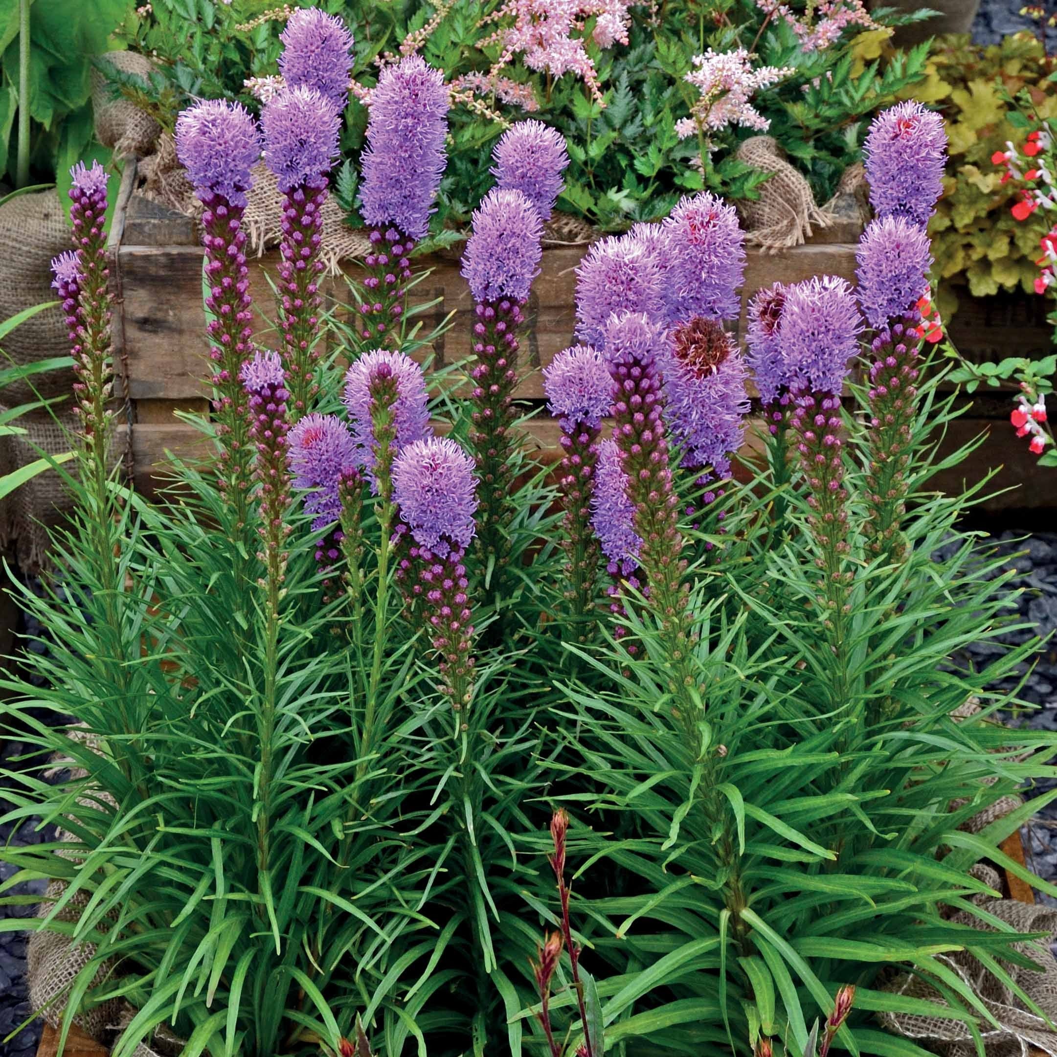 Bakker 25 Plumes du Kansas Liatris bulbes violets sachet 25 pièces