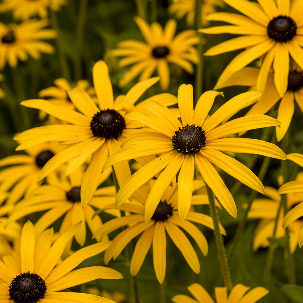 Bakker Rudbeckia deamii plante vivace pot 9cm jaune