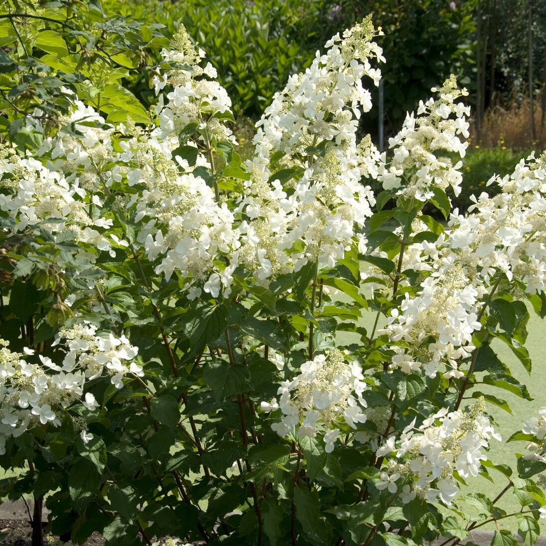 Bakker Hortensia Pink Lady paniculé pot 3L blanc rosé