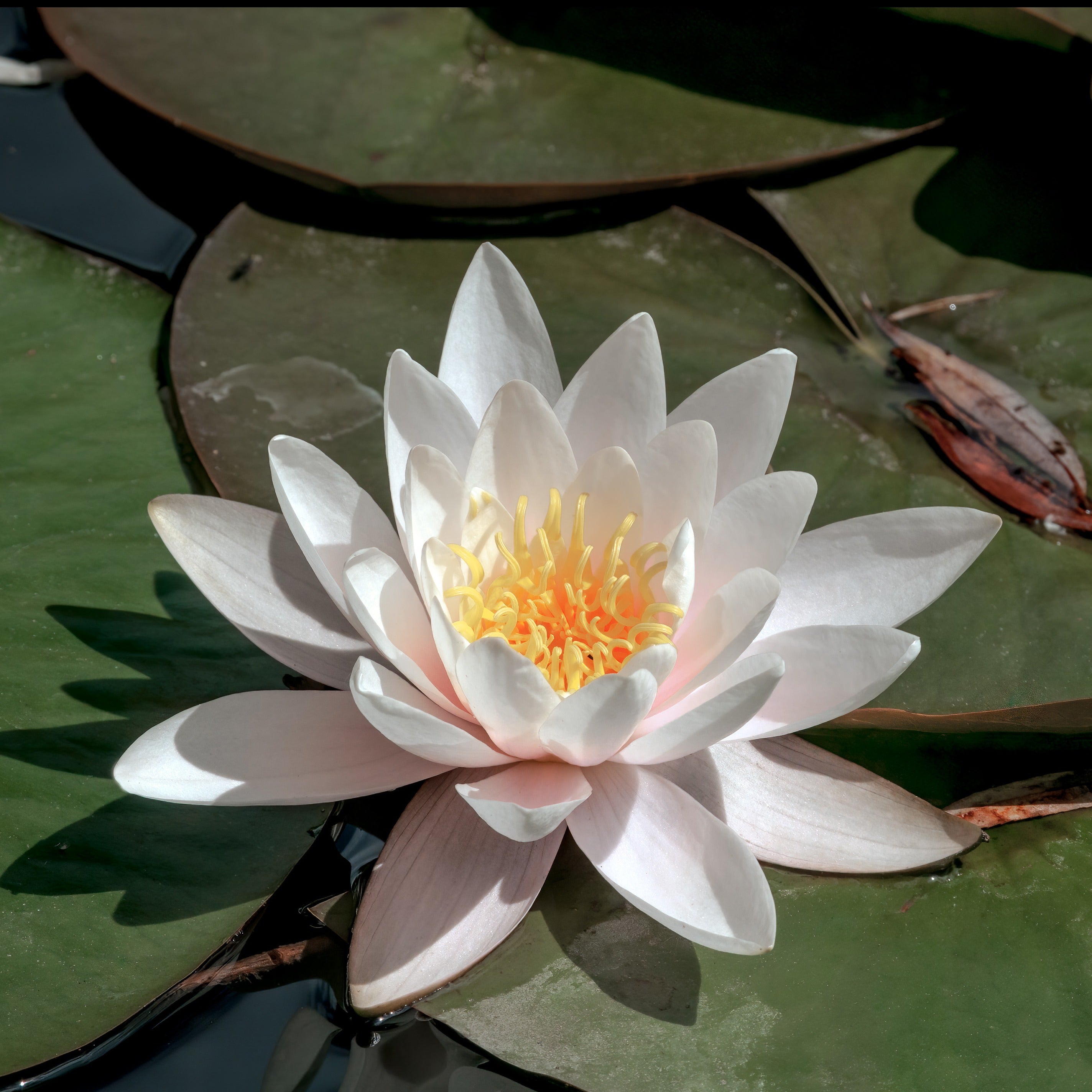 Bakker Nénuphar blanc Nymphaea alba pot Ø9 cm bassin