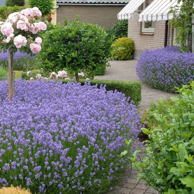 Bakker Lavande Hidcote lavande vraie 2L bleu-violet parfumée