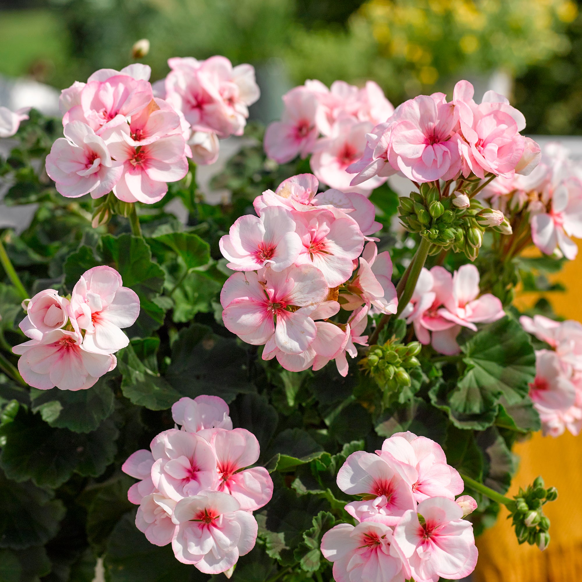 Bakker Géranium Zonale Estelle rose 3 pots 11cm
